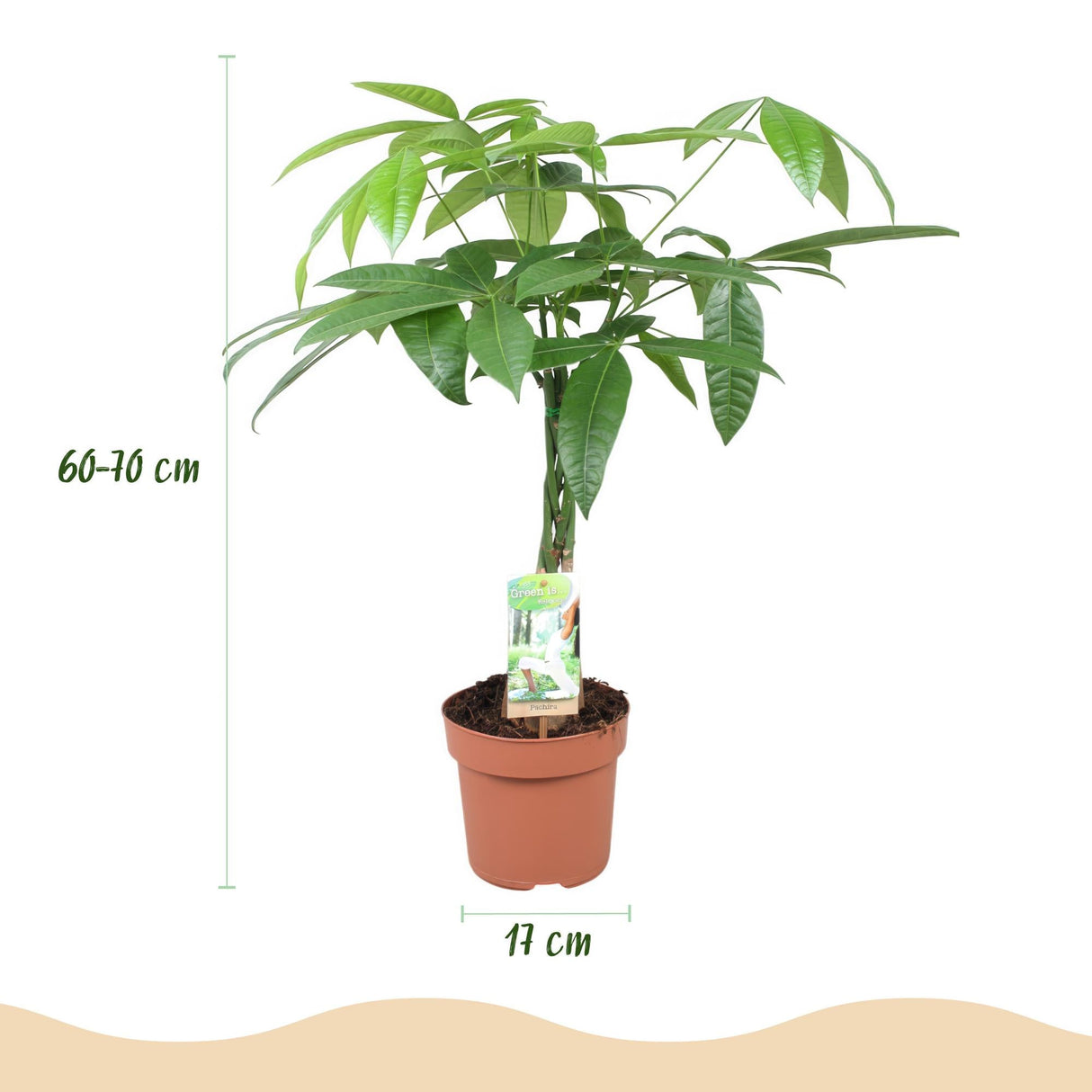 Livraison plante Pachira Aquatica