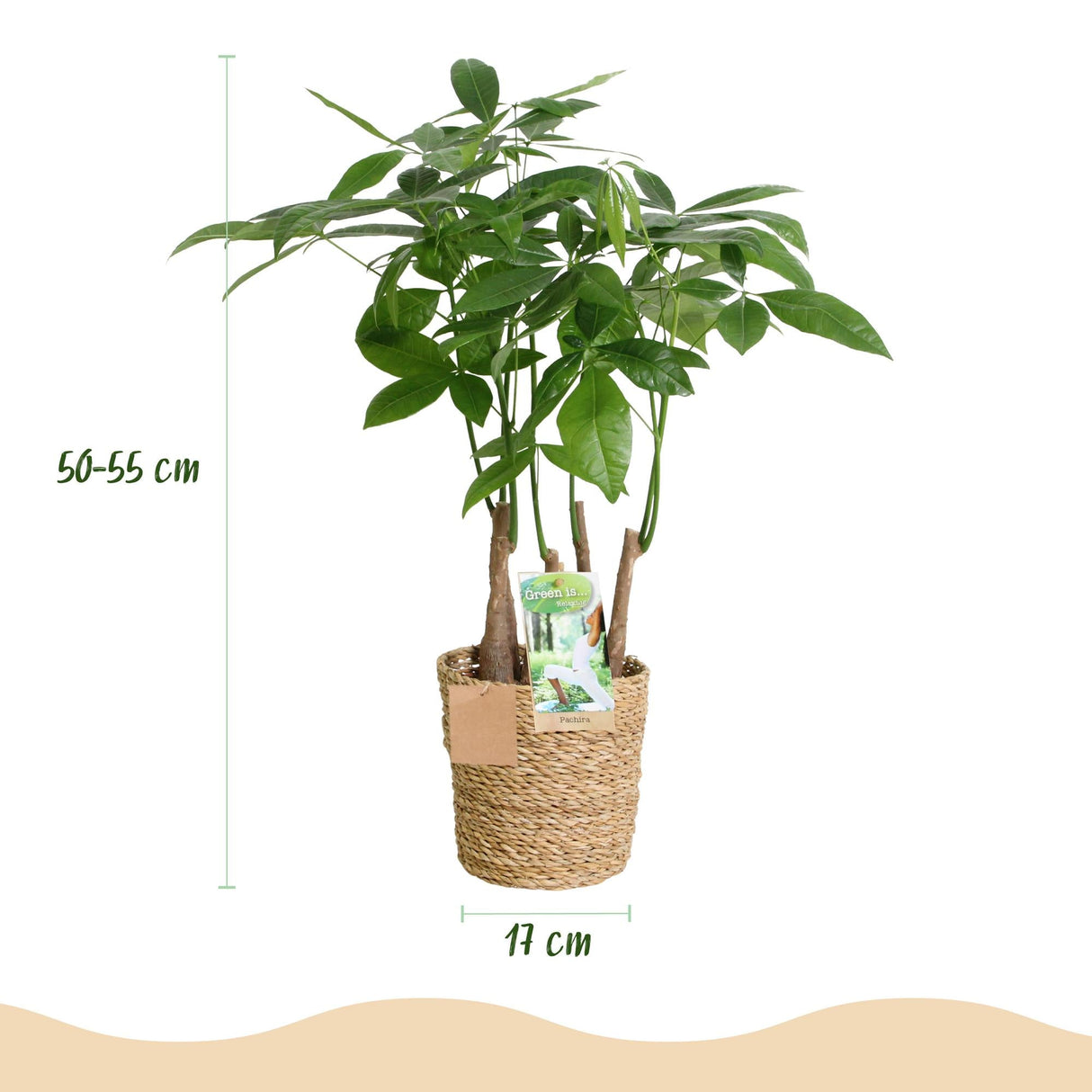 Livraison plante Pachira Aquatica multi tiges et panier H55 cm