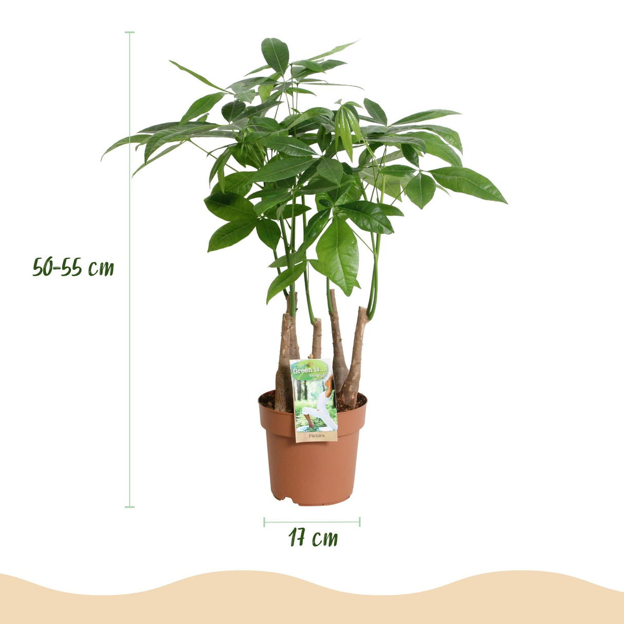 Livraison plante Pachira aquatica multi - tiges – Lot de 2 – Hauteur 50 - 55 cm