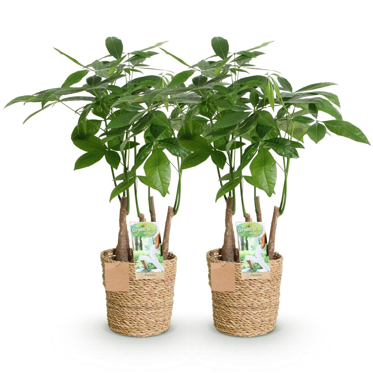 Livraison plante Pachira Aquatica Multitronc – Lot de 2 – Pot 17 cm