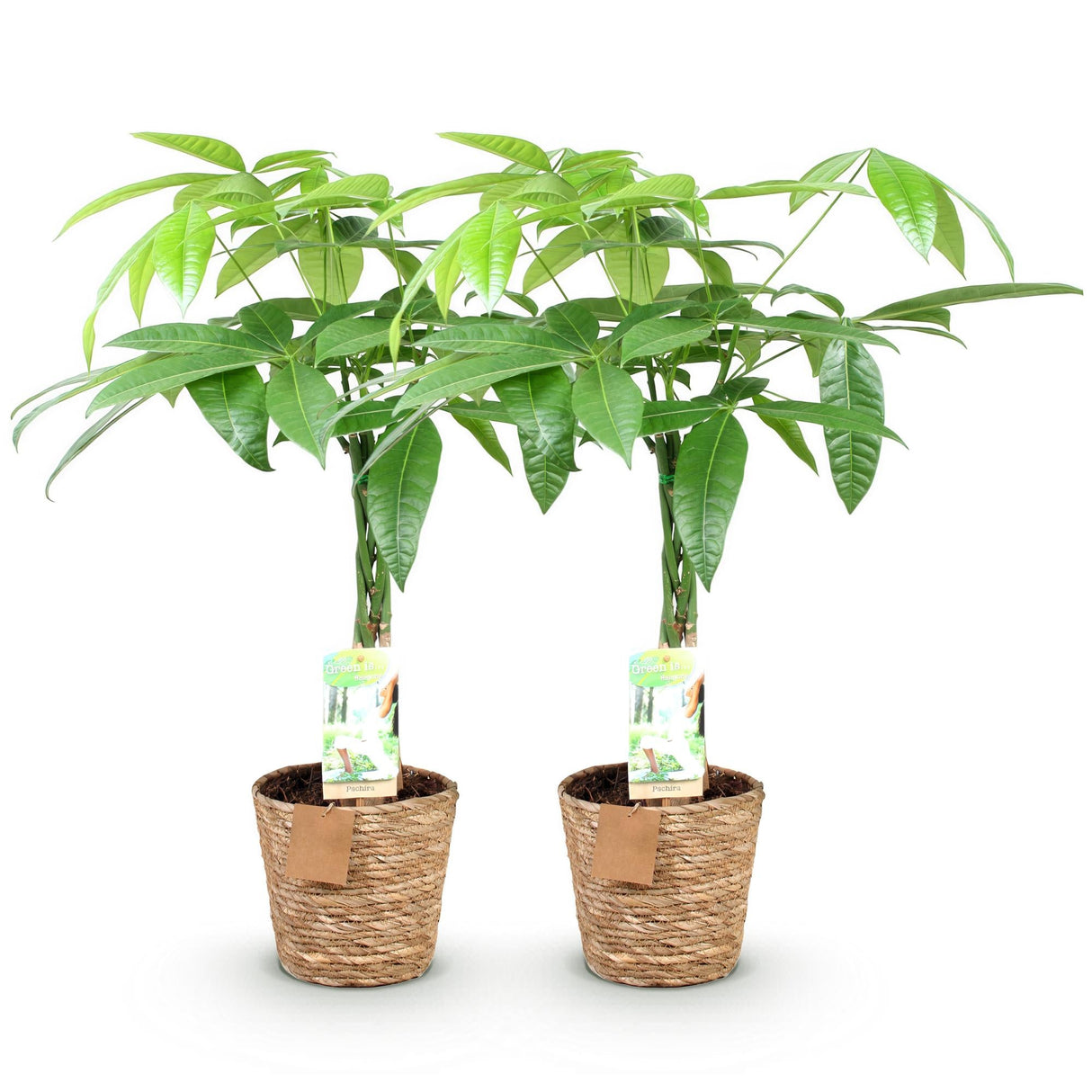 Livraison plante Pachira Aquatica tronc tressé – Lot de 2 – Hauteur 60 - 70 cm