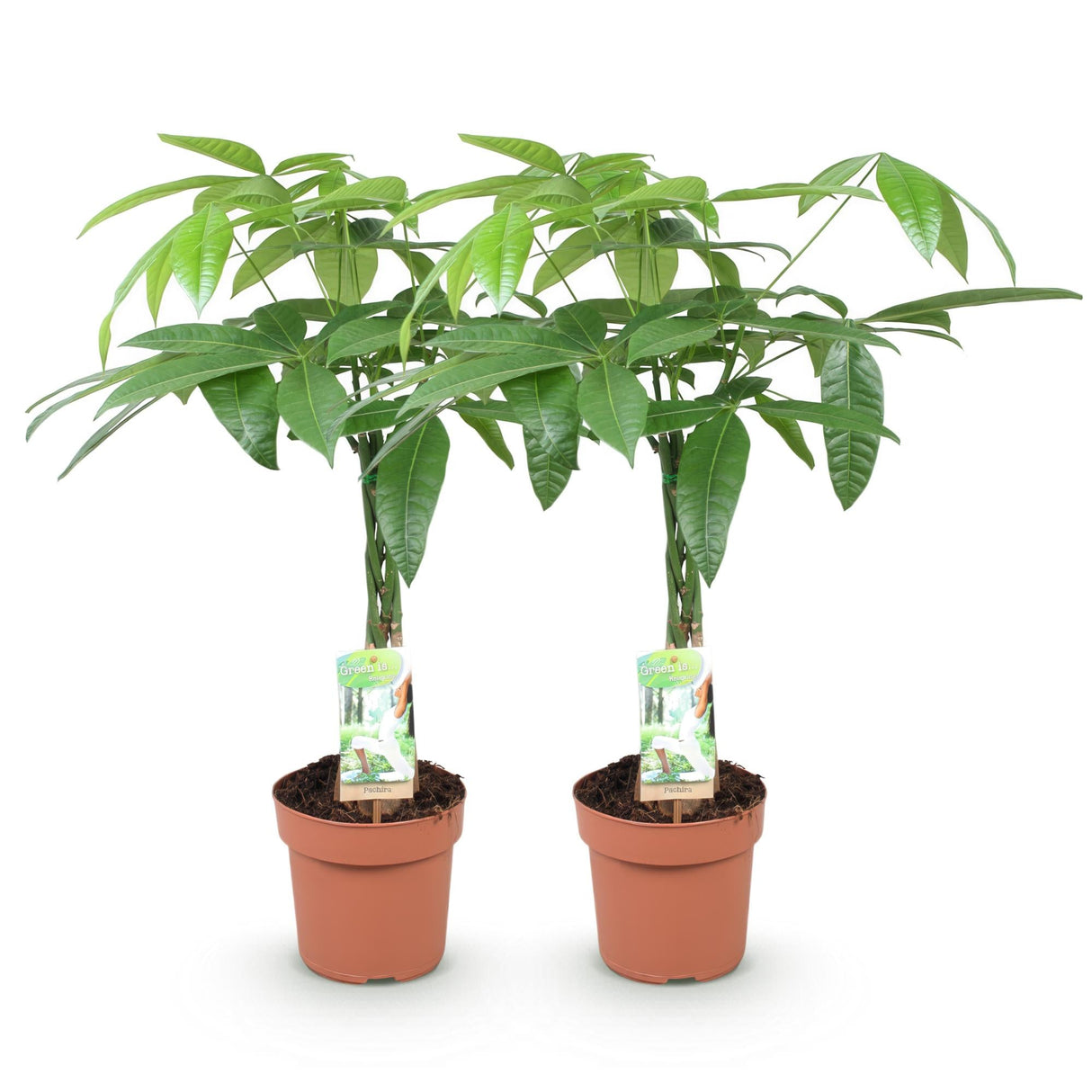 Livraison plante Pachira Aquatica tronc tressé – Lot de 2 – Pot 17 cm