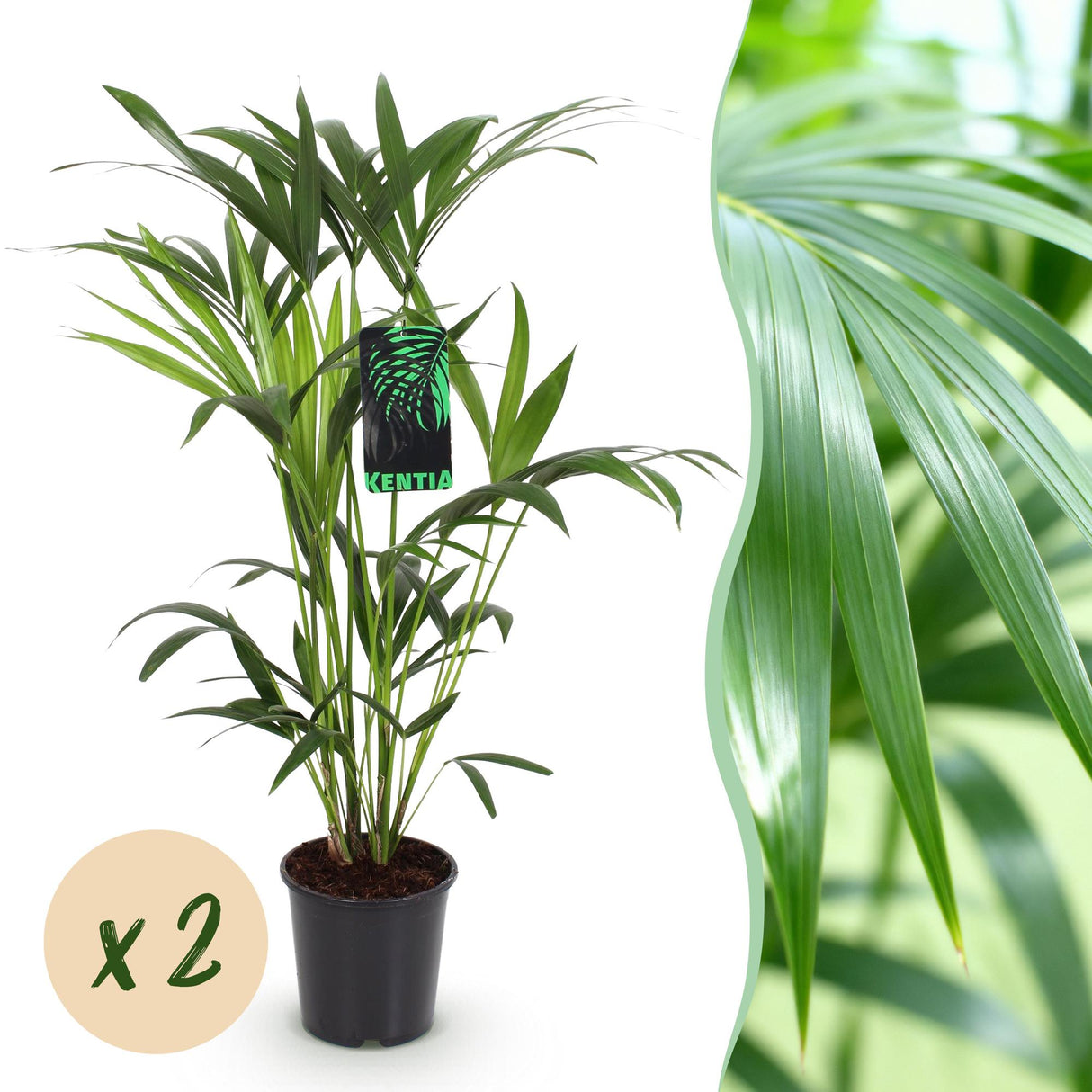 Livraison plante Palmier Kentia – Lot de 2 – Pot 19 cm – Hauteur 80 cm