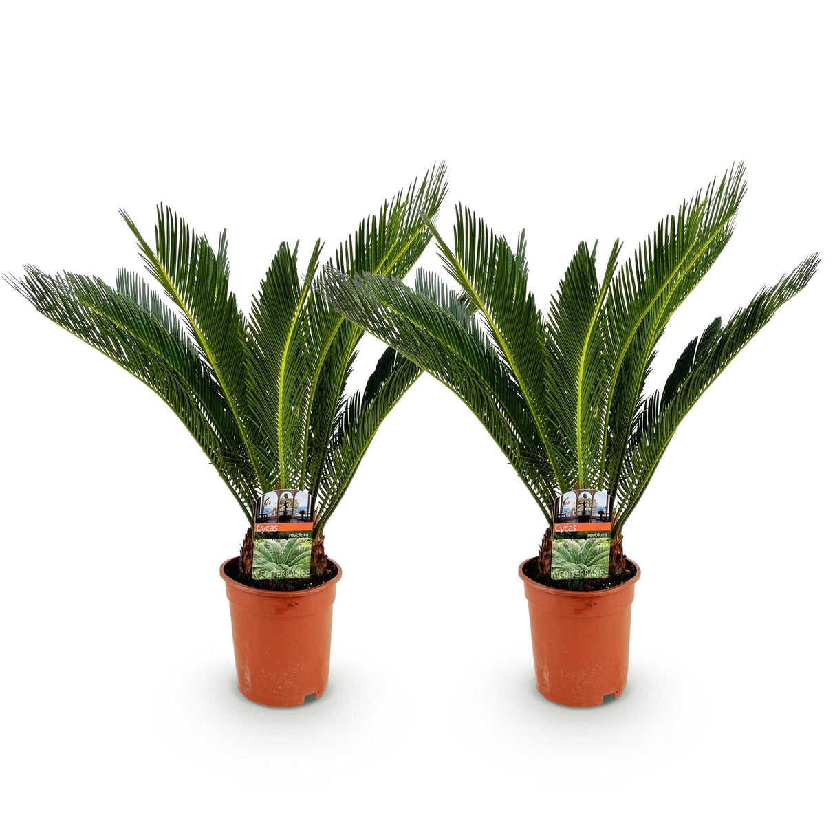 Livraison plante Palmier sago Cycas revoluta – Lot de 2 – Pot 17 cm