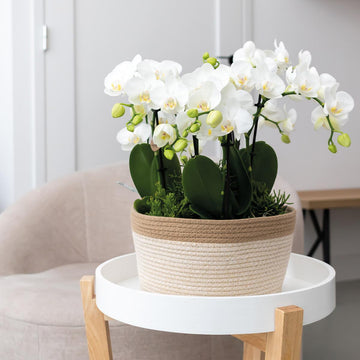 Baumwollkorb mit 3 weißen Orchideen und integrierter Bewässerung