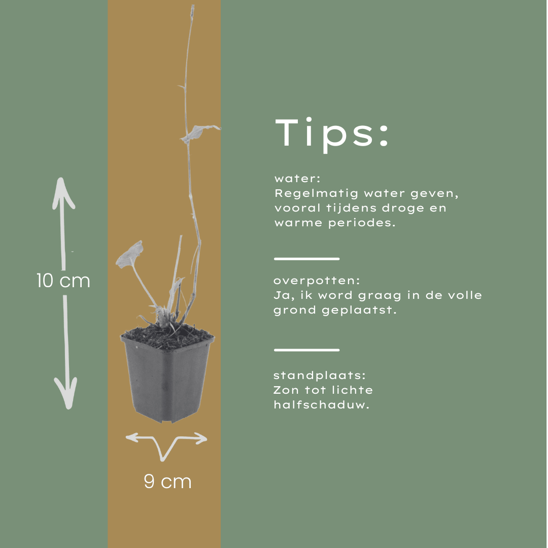 Livraison plante Persicaria bistorta