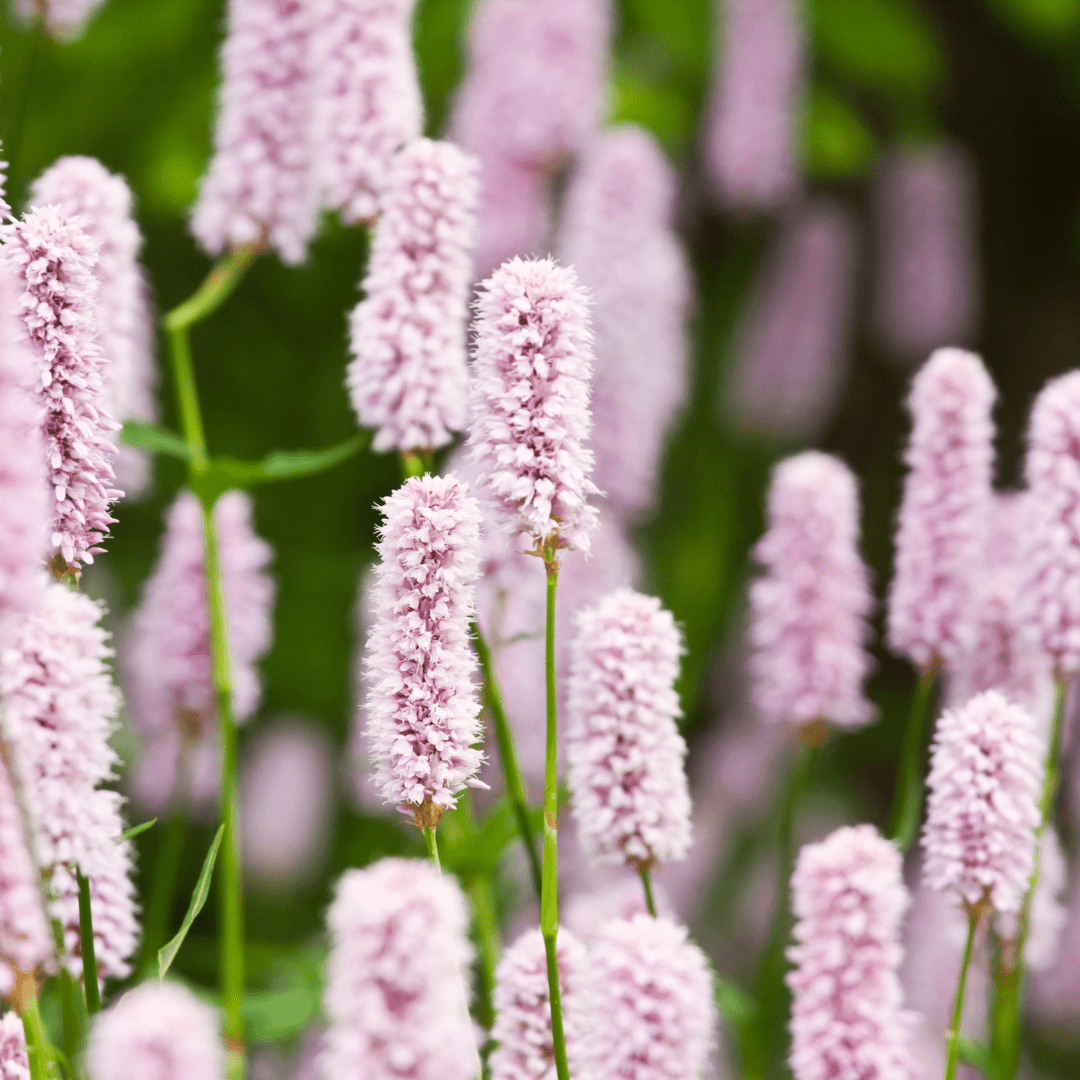 Livraison plante Persicaria bistorta