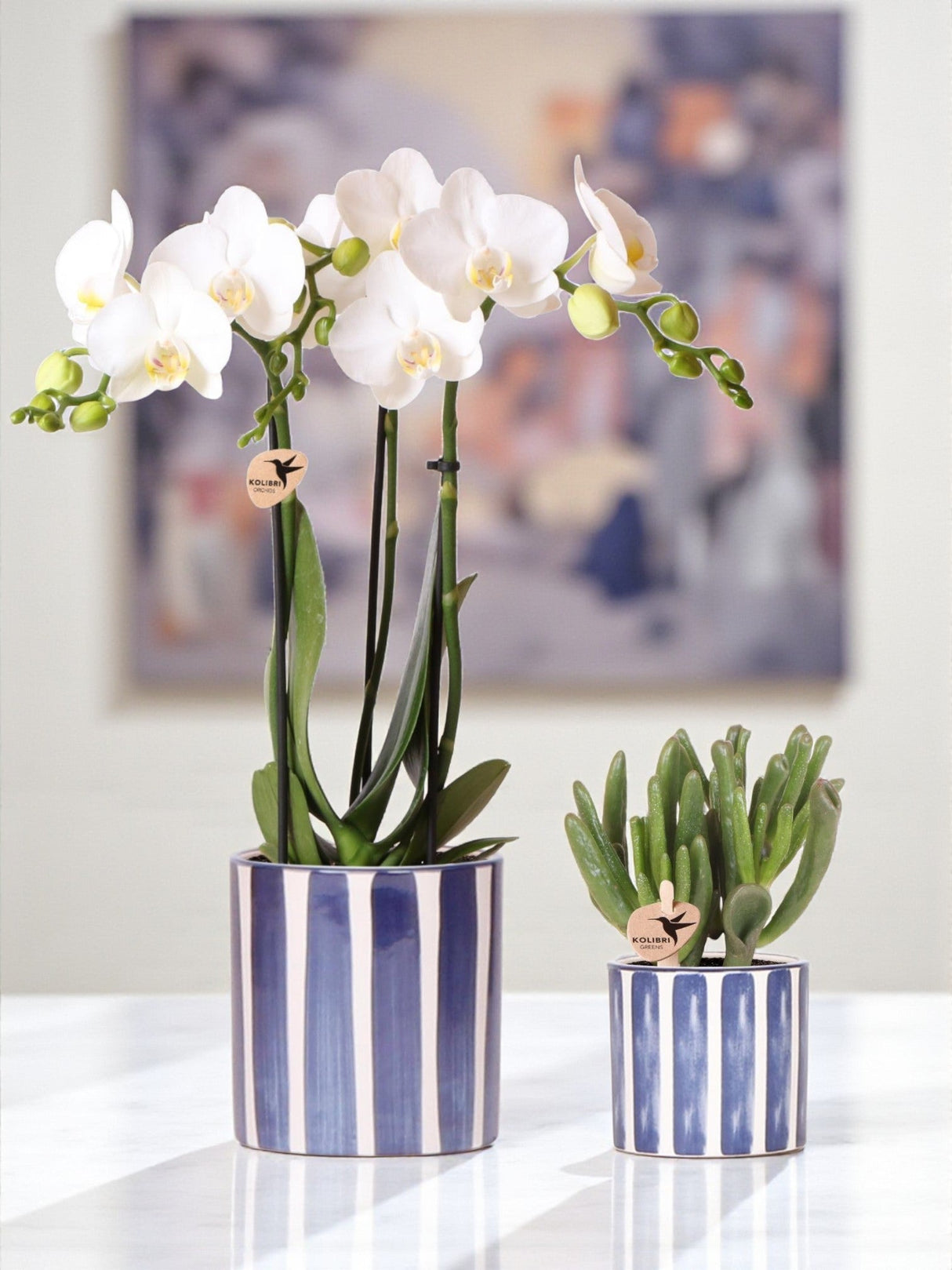 Livraison plante Phalaenopsis Amabilis blanche en pot Painted Stripe bleu