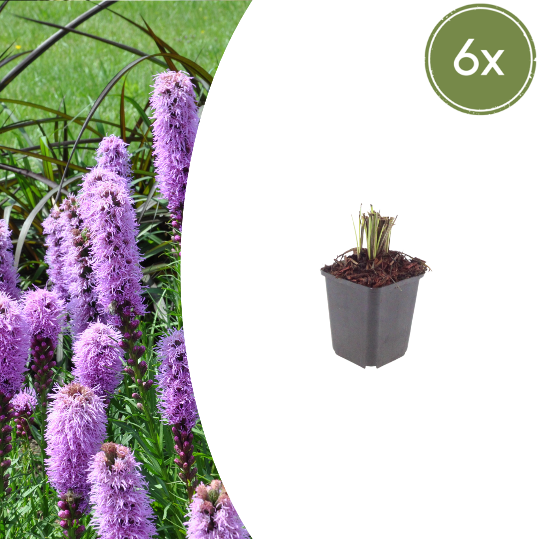 Livraison plante Plume du kansas Liatris spicata