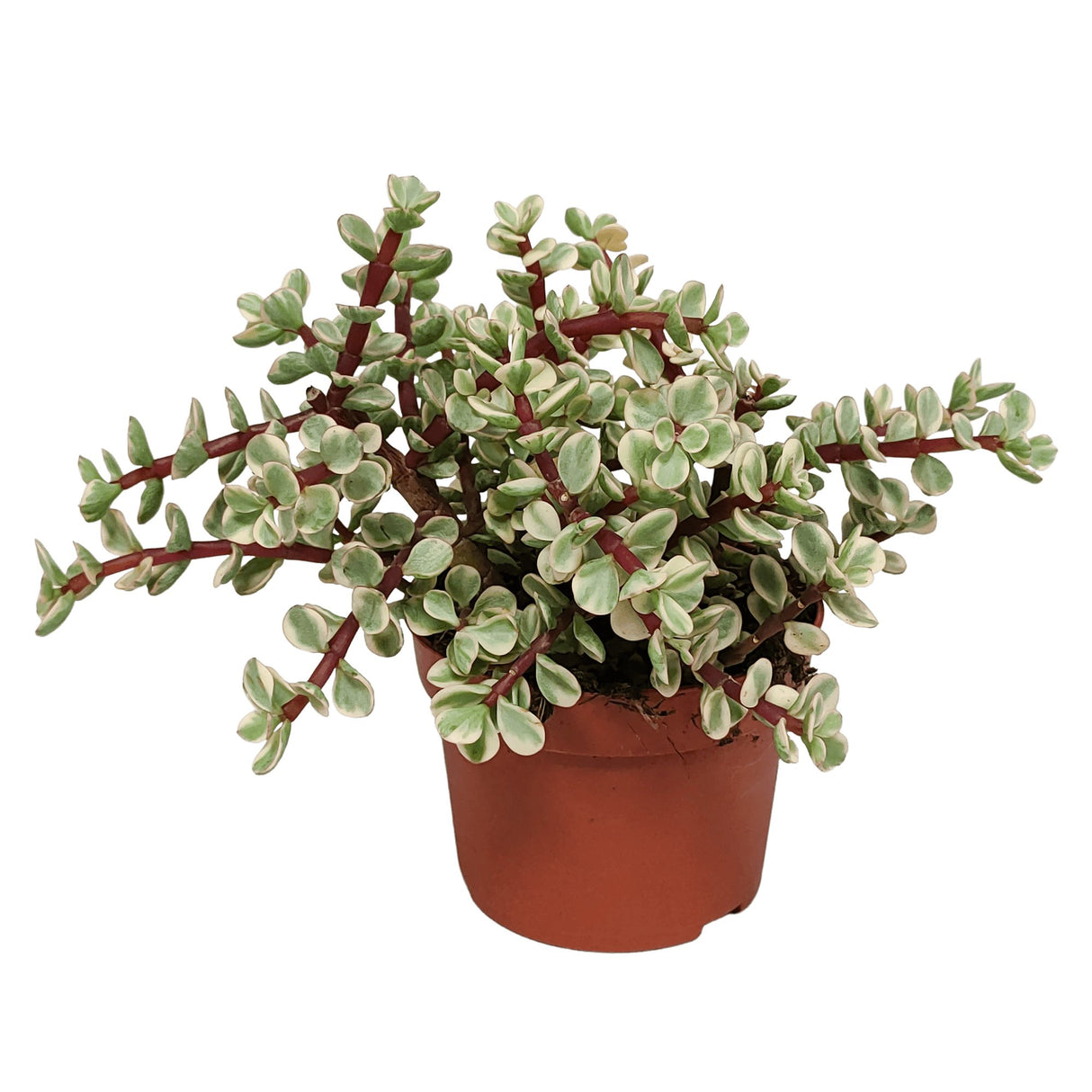 Livraison plante Portulacaria afra Variegata - plante d'intérieur succulente