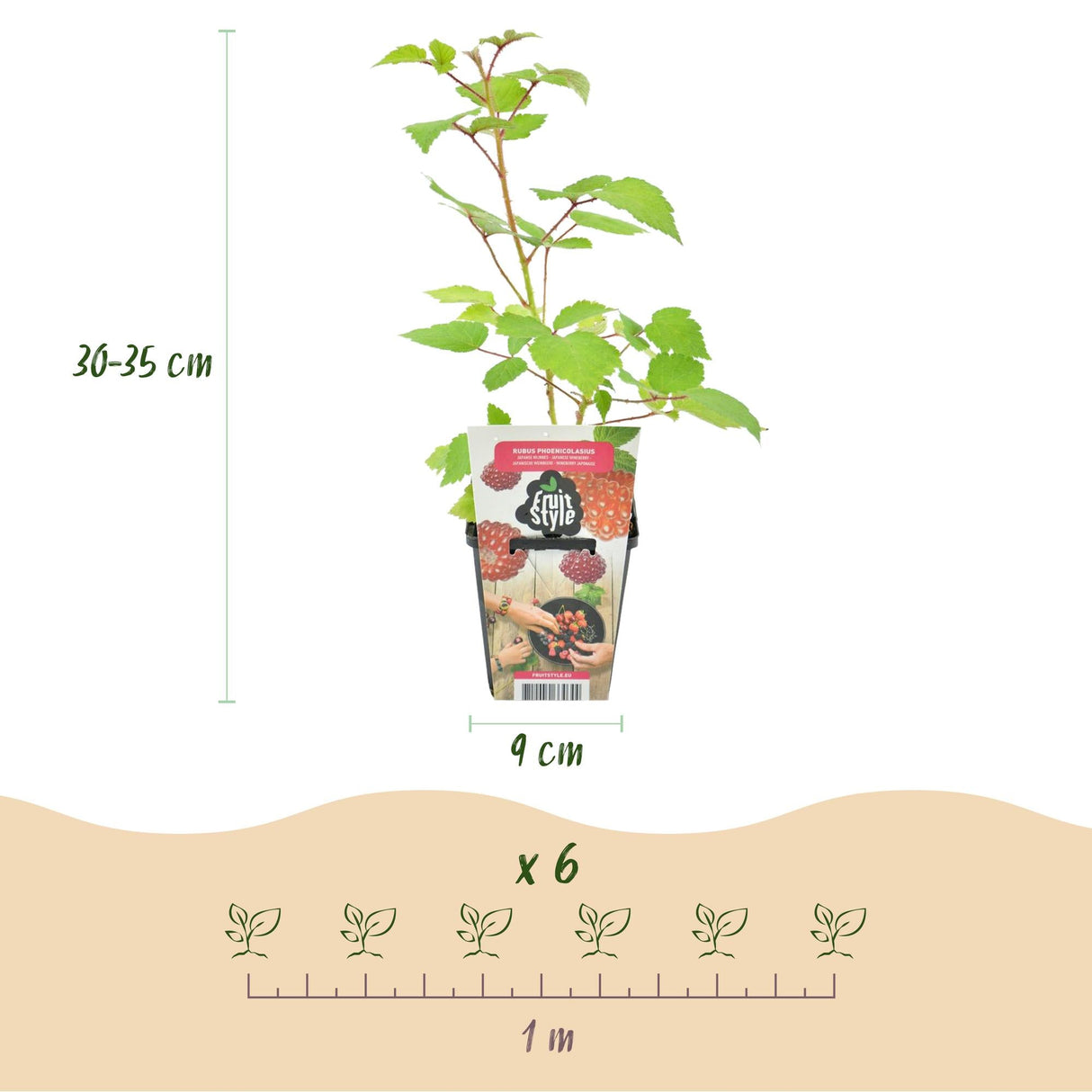 Livraison plante Ronce du Japon Rubus phoenicolasius – Lot de 3 – Pot 9 cm