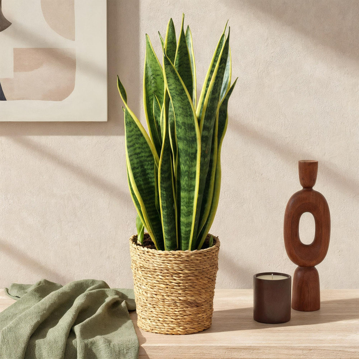 Livraison plante Sansevieria Laurentii et panier H60 cm
