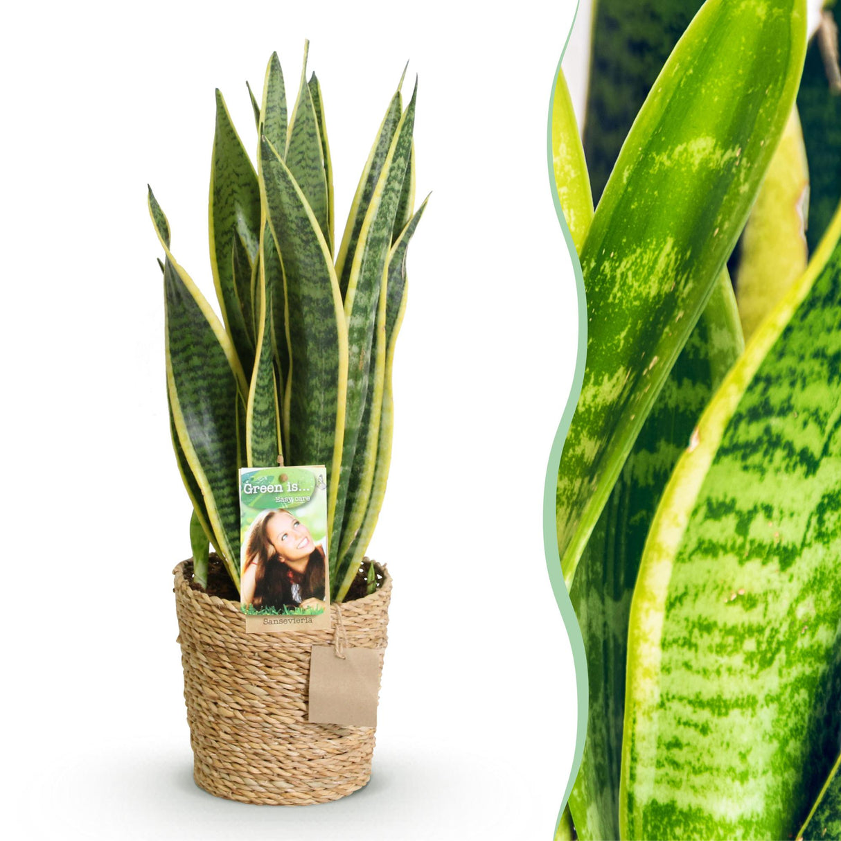 Livraison plante Sansevieria Laurentii et panier H60 cm