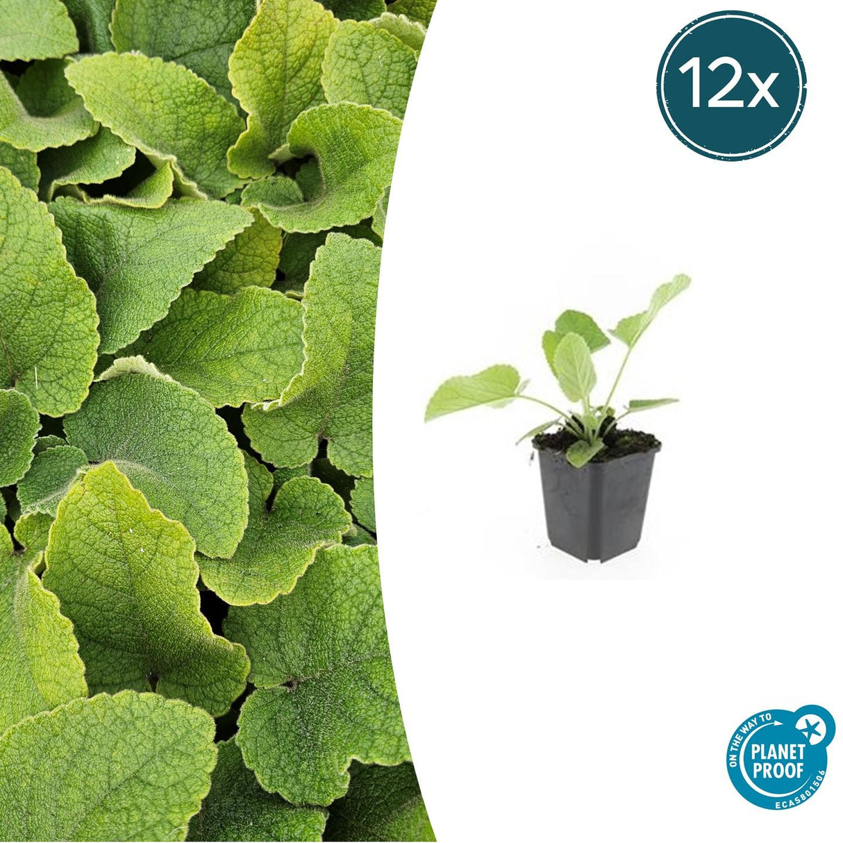 Livraison plante Sauge de Jérusalem