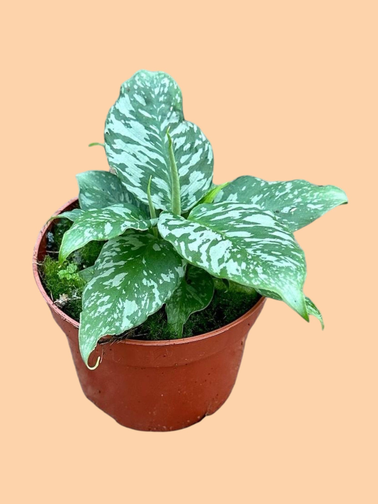 Livraison plante Schismatoglottis Sp. Ex Thailand