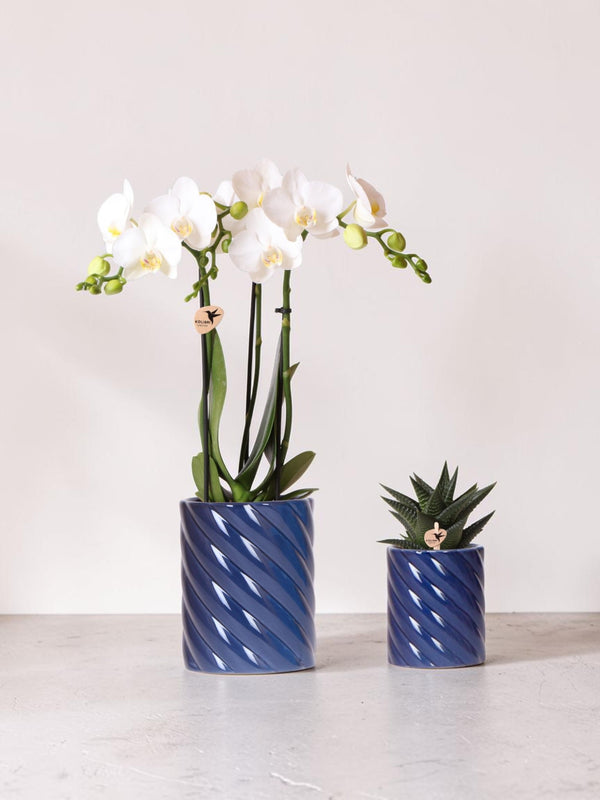 Set aus weißen Phalaenopsis-Orchideen und Haworthia in Bonbontöpfen