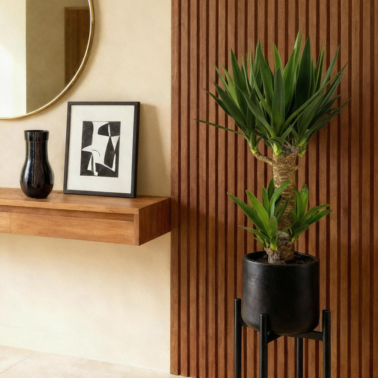 Livraison plante Yucca elephantipes d17cm h75cm