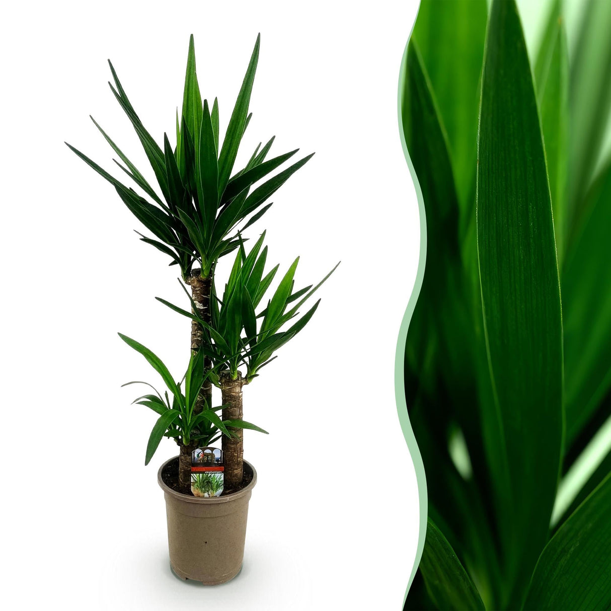 Livraison plante Yucca elephantipes d21cm h100cm