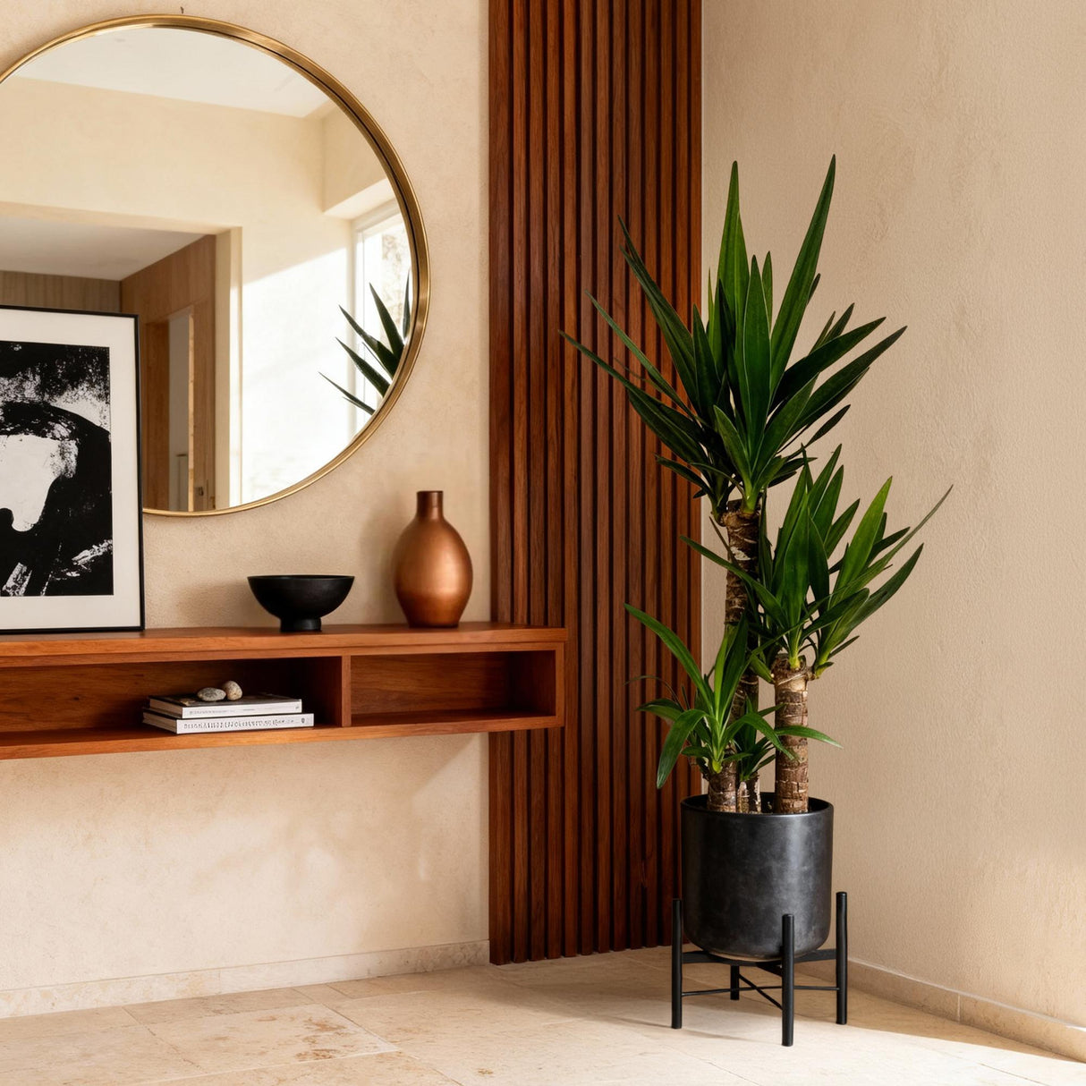 Livraison plante Yucca elephantipes d21cm h100cm