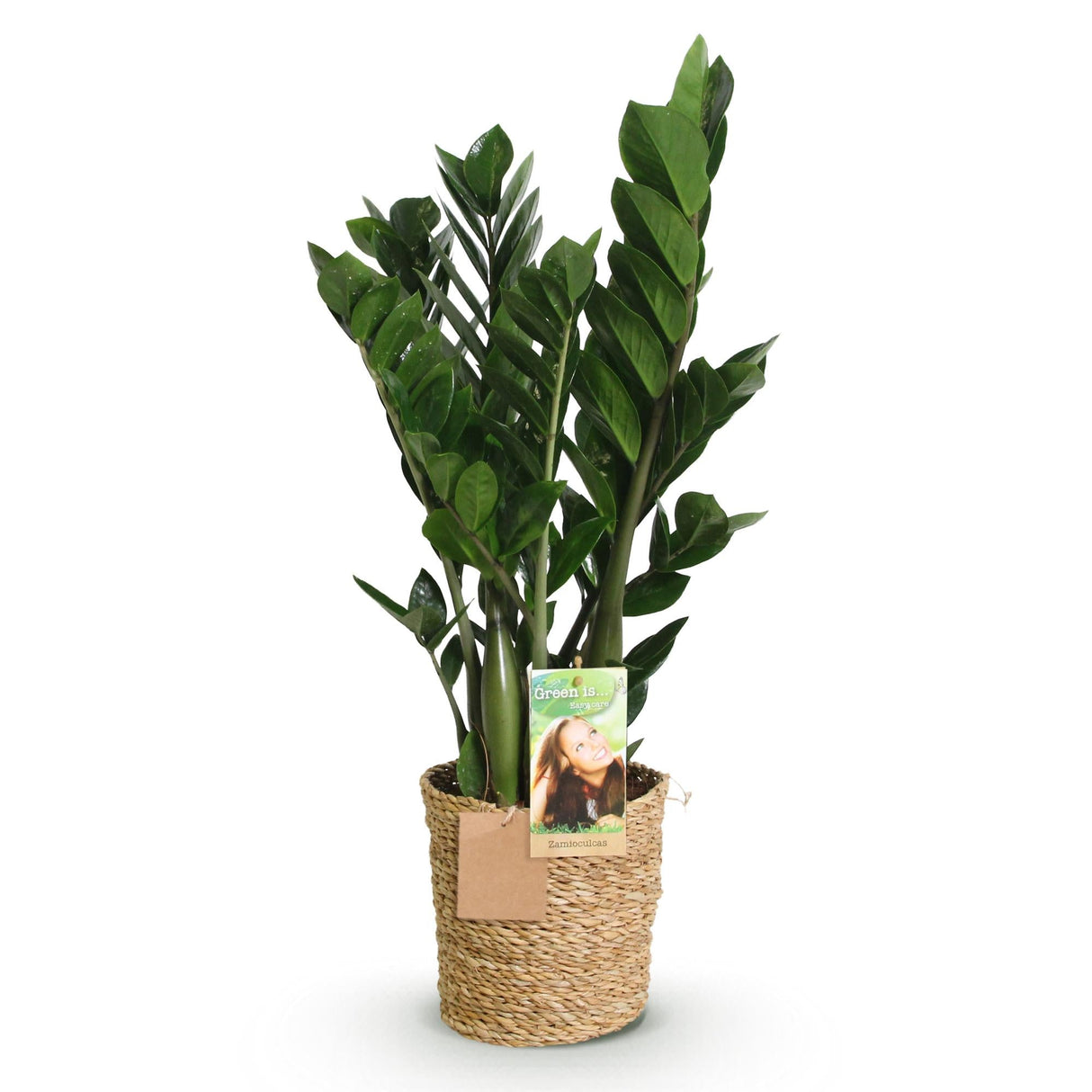 Livraison plante Zamioculcas et panier H70 cm