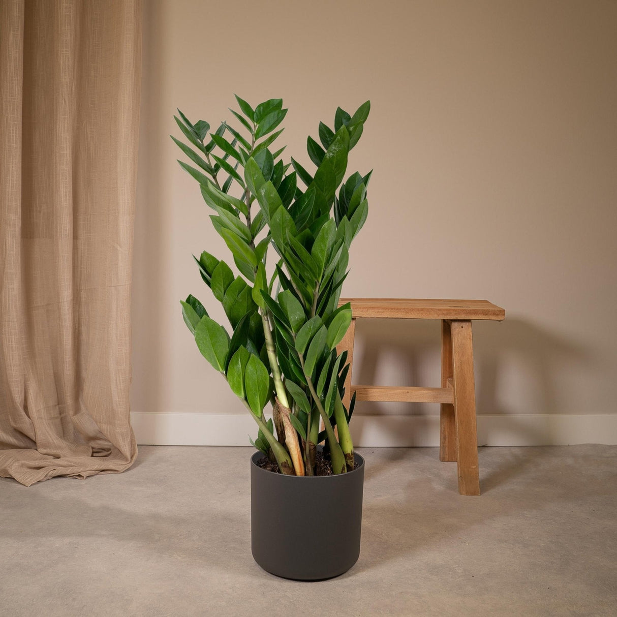 Livraison plante Zamioculcas Zamiifolia
