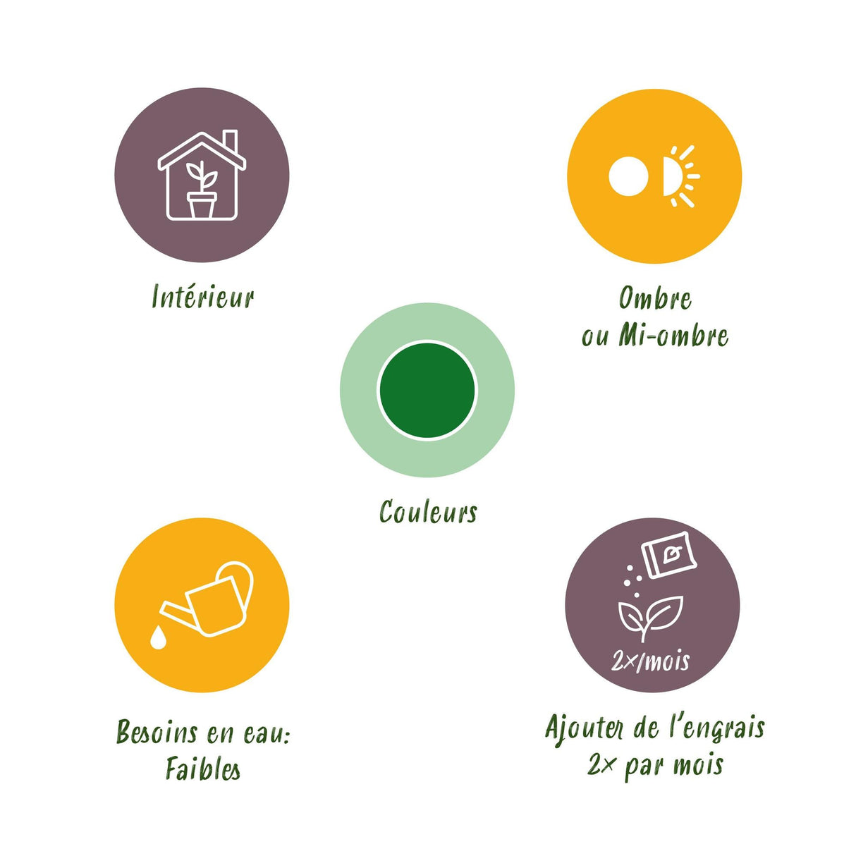 Livraison plante Zamioculcas zamiifolia – Lot de 2 – Pot 17 cm