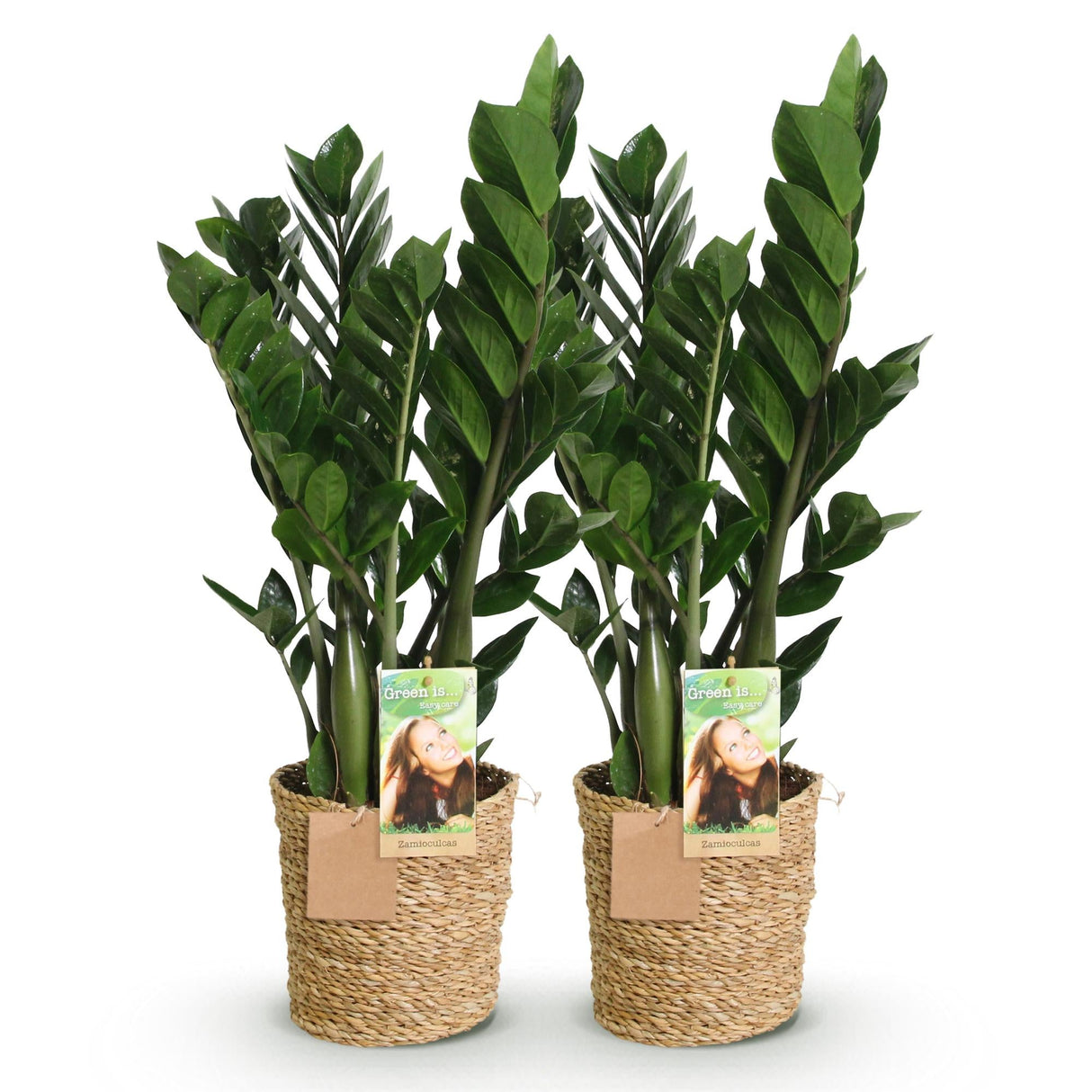 Livraison plante Zamioculcas zamiifolia – Lot de 2 – Pot 17 cm