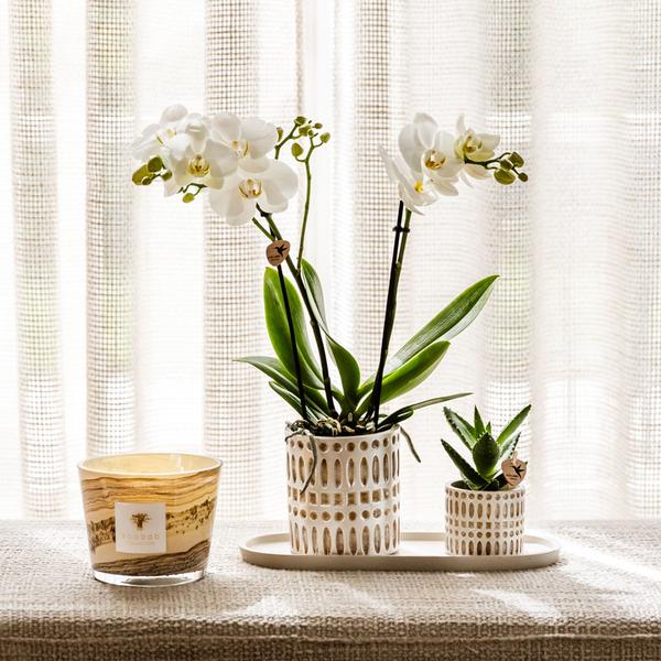 Kolibri-Unternehmen | Pflanzenset Le Chic klein | Witte Phalaenopsis Orchidee Amabilis in Sukkulente inkl. Keramieken Sierpotten op Cream Organic Dienblad