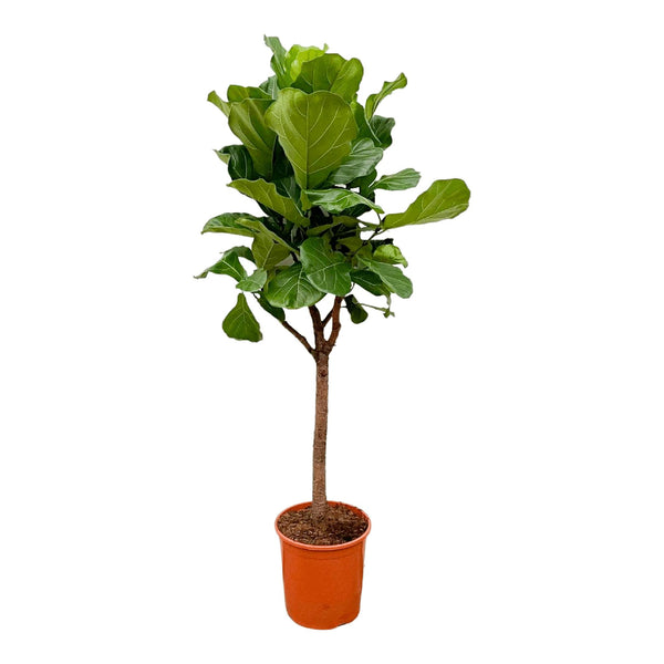 Ficus Lyrata-Ausleger – 180 cm – ⌀30