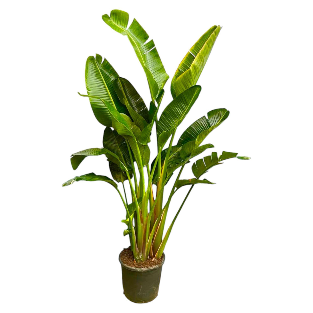 Strelitzia Augusta mehrstämmig