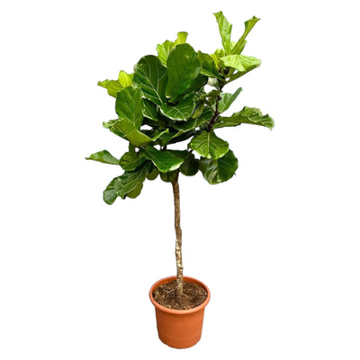 Ficus Lyrata Ausleger XXL - 210 cm - ø40