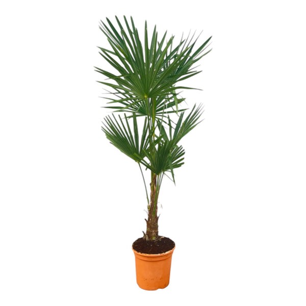 Trachycarpus Fortunei – 160 cm – Ø27 cm