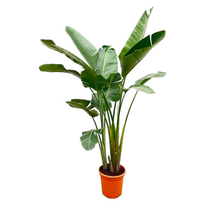 Luxuriöse Strelitzia Augusta XXL – 250 cm – ø38