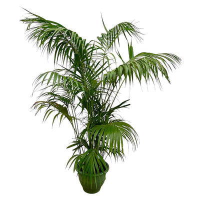 Kentia-Palme XXL – 260 cm – ø35
