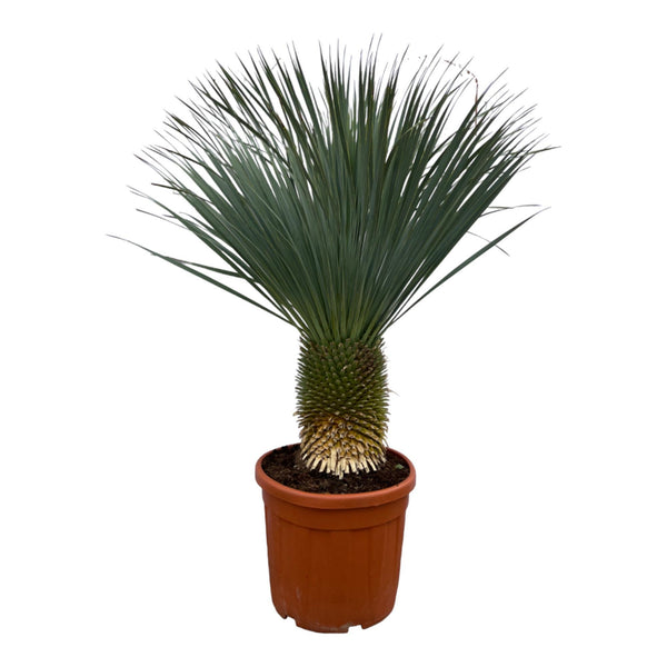 Yucca Rostrata – 160 cm – Ø50 cm