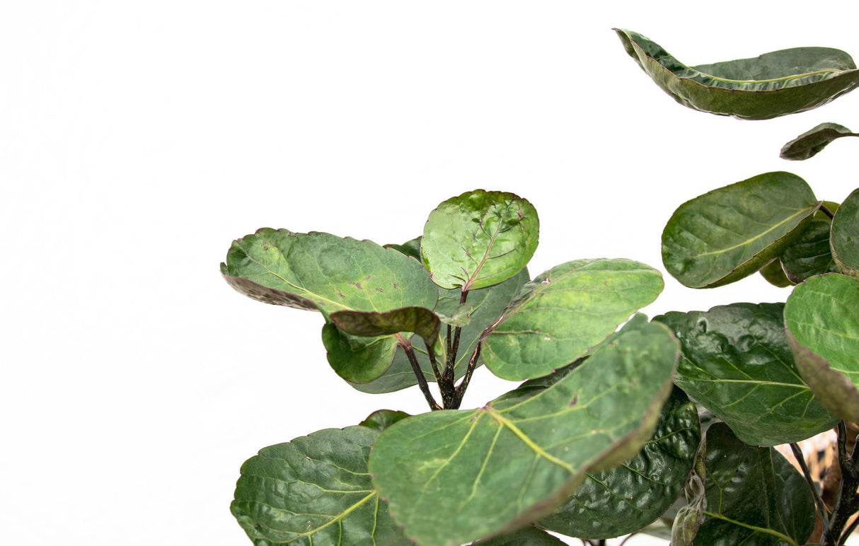 Polysicas Fabian XXL - vue 5