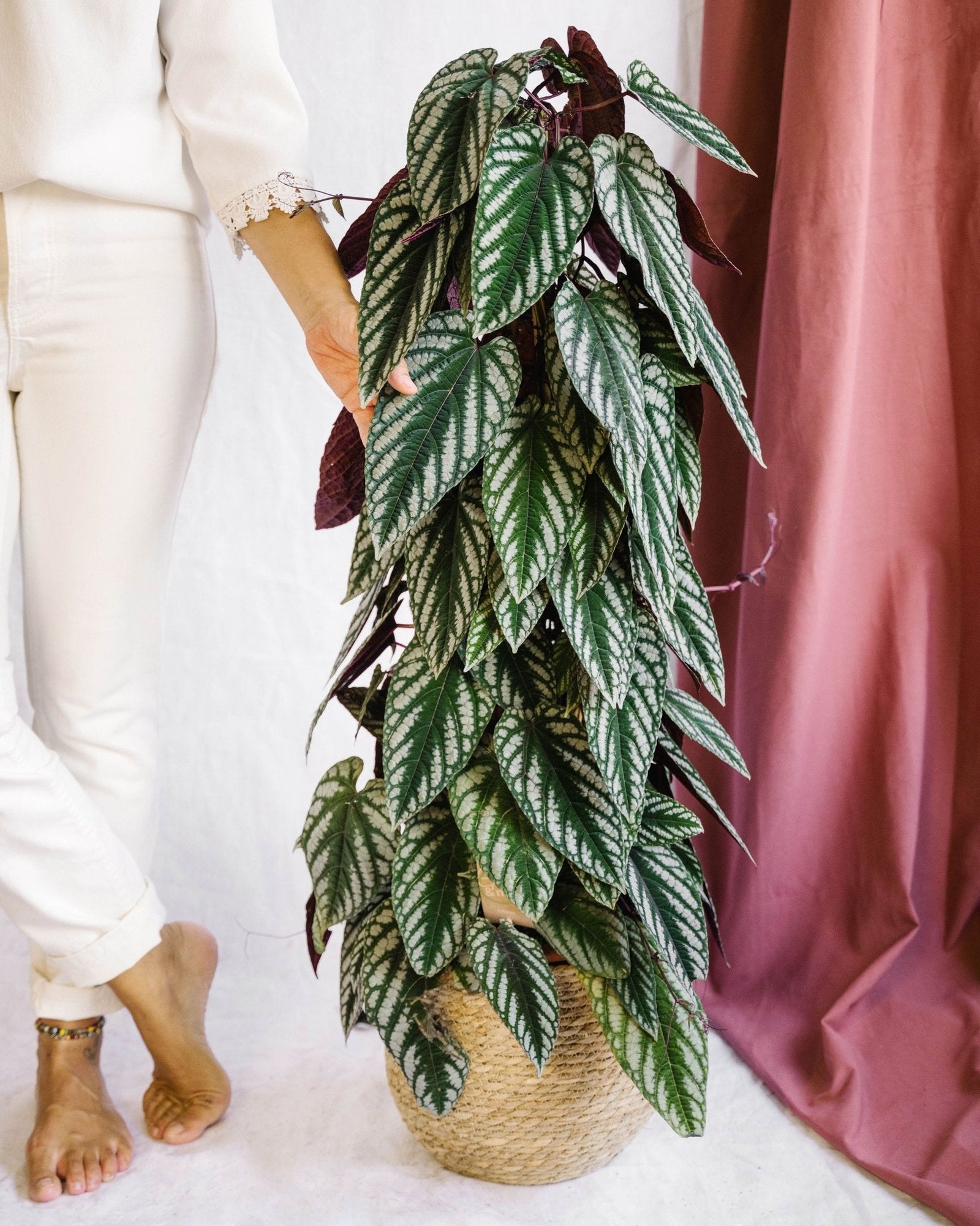 Entretien - Cissus Discolor Piramide: Guide pratique