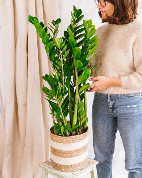 Routine de soin : 3 plantes increvables pour les mamans débordées