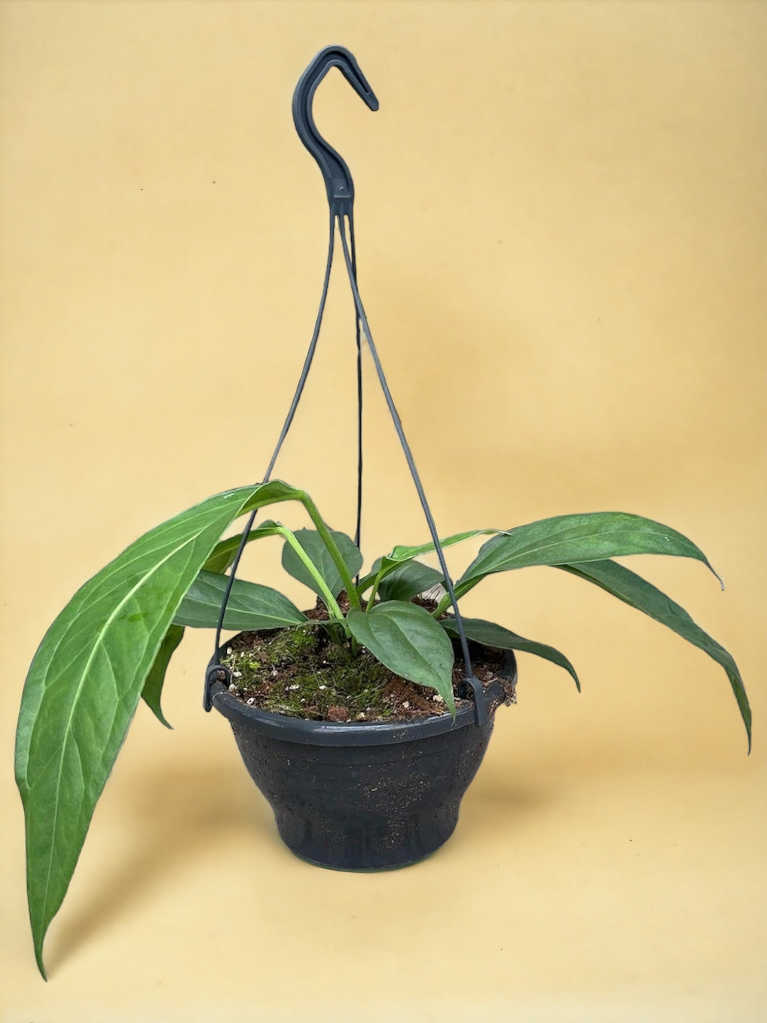Entretien - Anthurium Big Bill: Guide pratique - La Green Touch