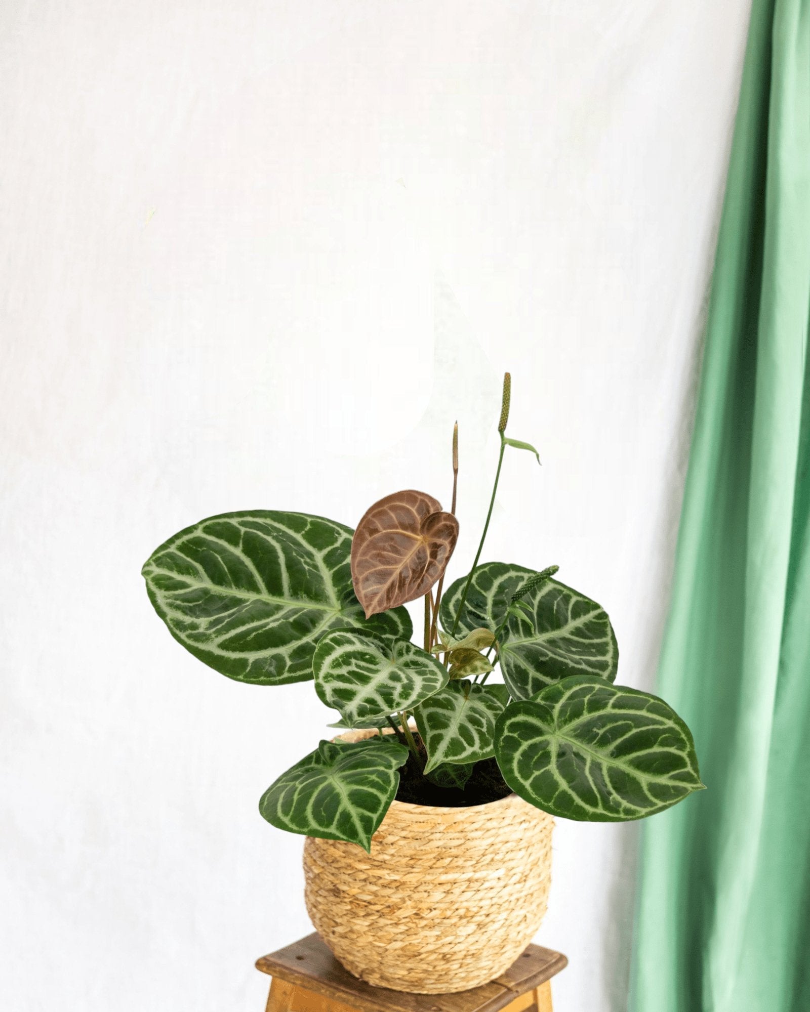 Entretien - Anthurium Crystallium Hybride Compact: Guide pratique - La Green Touch