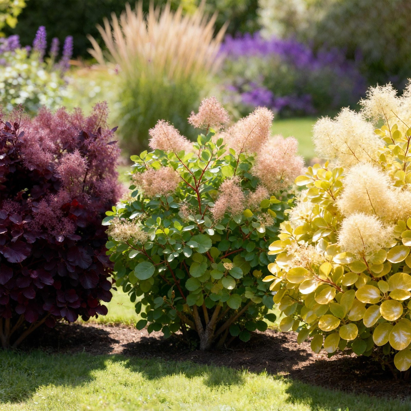 Entretien - Arbre À Perruque (Cotinus coggyria) : Guide pratique - La Green Touch