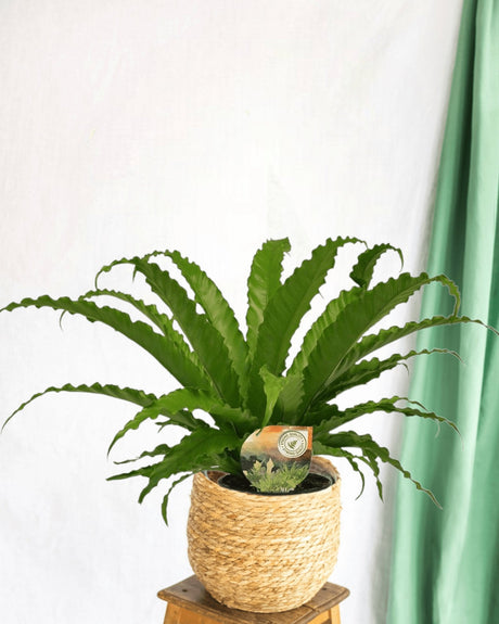 Entretien - Asplenium Osaka: Guide pratique - La Green Touch