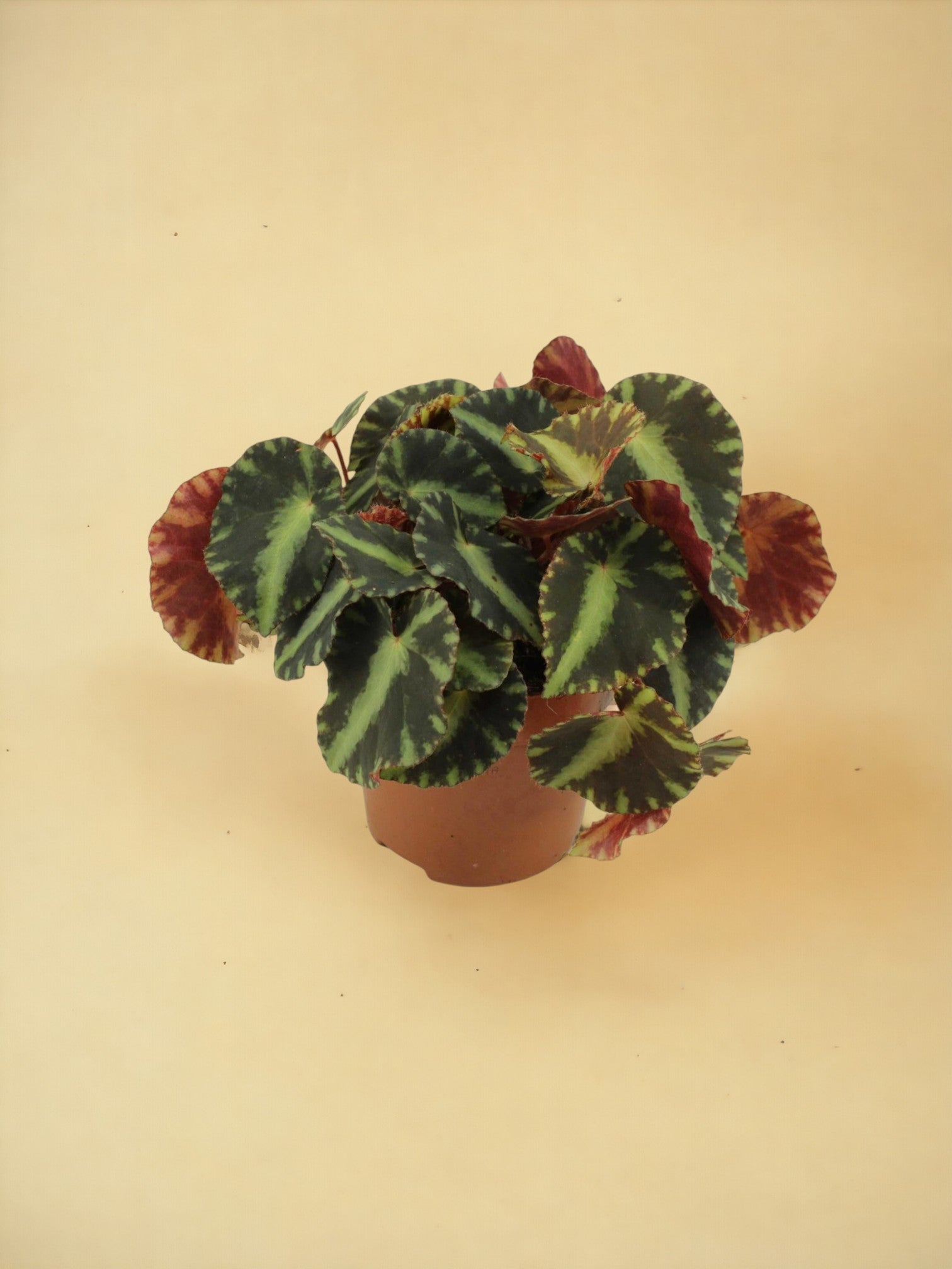 Entretien - Begonia cleopatra: Guide pratique - La Green Touch