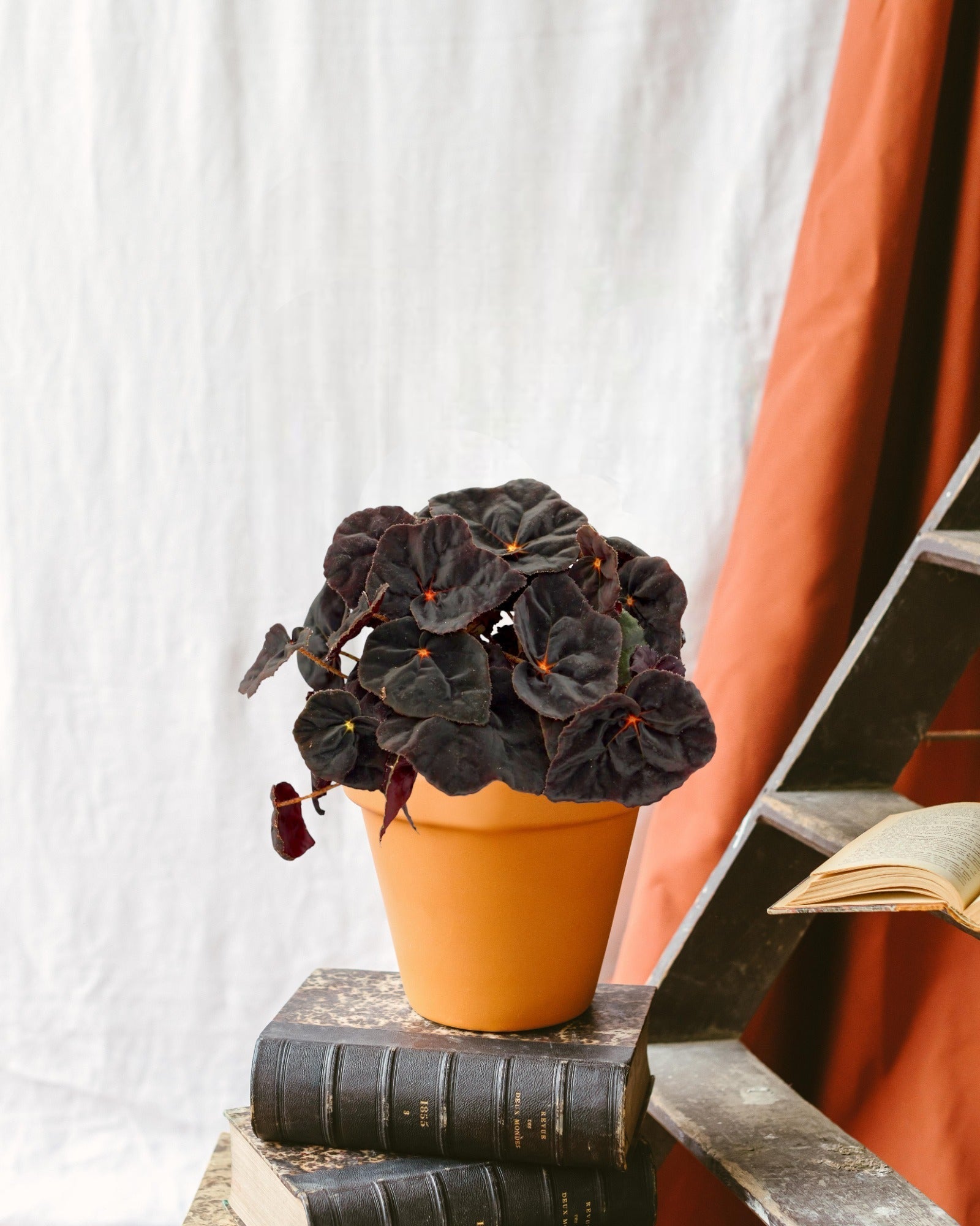 Entretien - Begonia Rex Conga: Guide pratique - La Green Touch