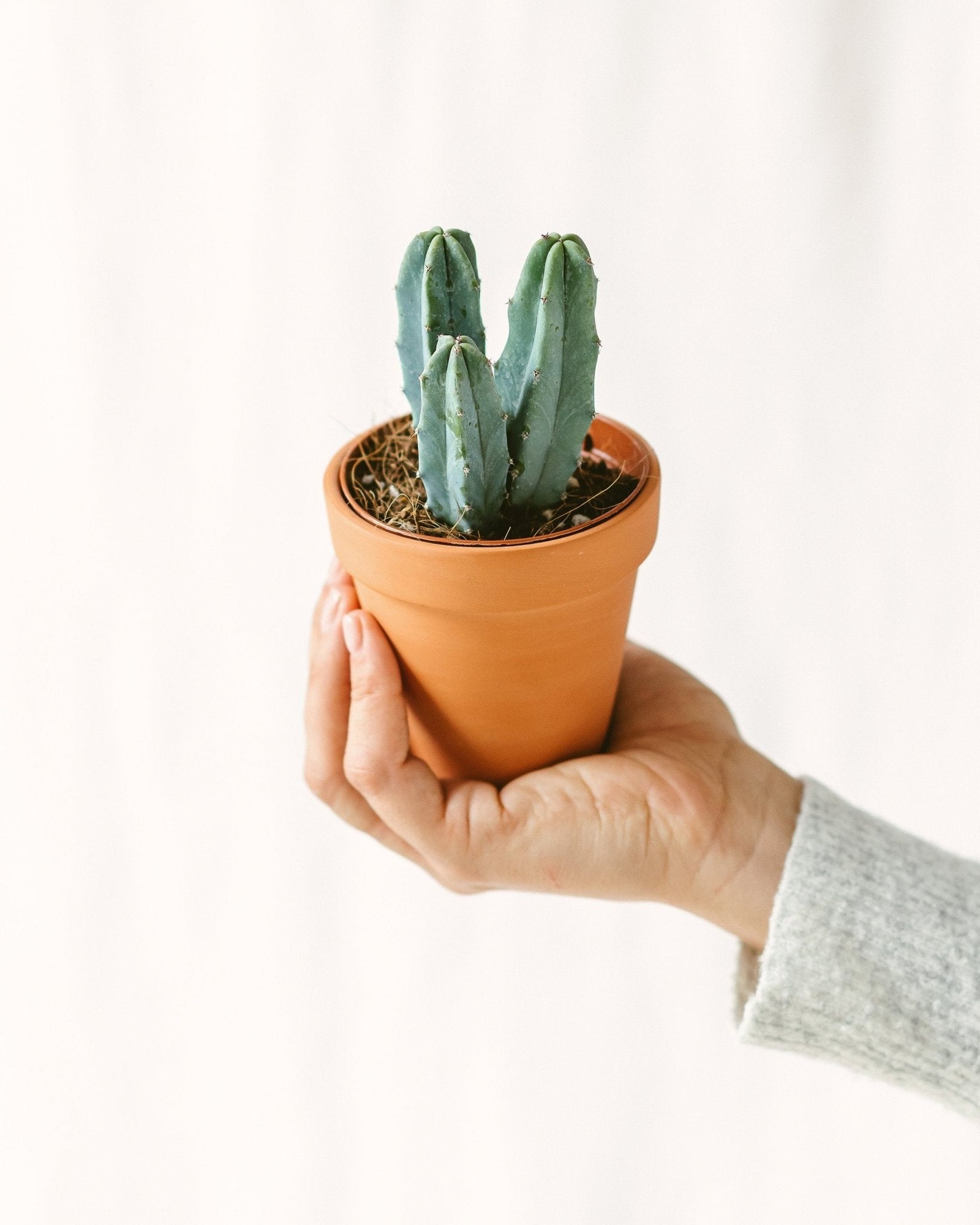 Entretien - Cactus : Guide pratique - La Green Touch