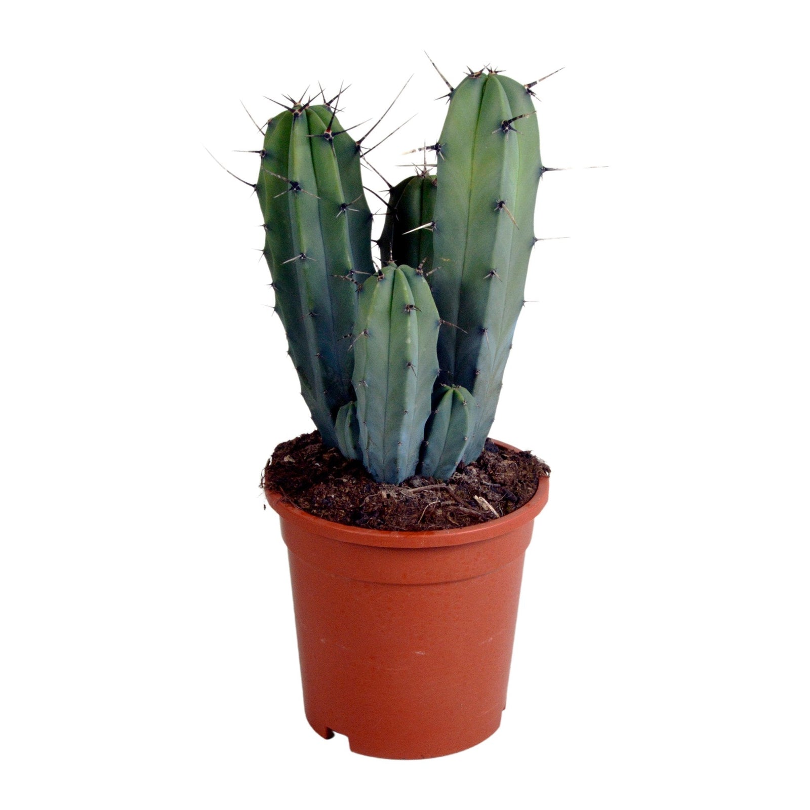 Entretien - Cactus Myrtille: Guide pratique - La Green Touch