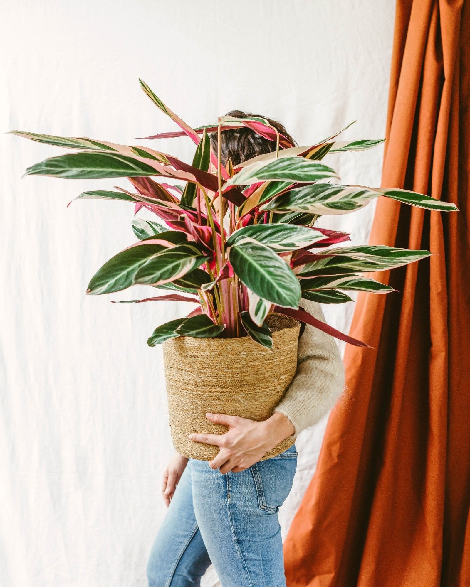 Entretien Calathea Triostar : Guide pratique - La Green Touch