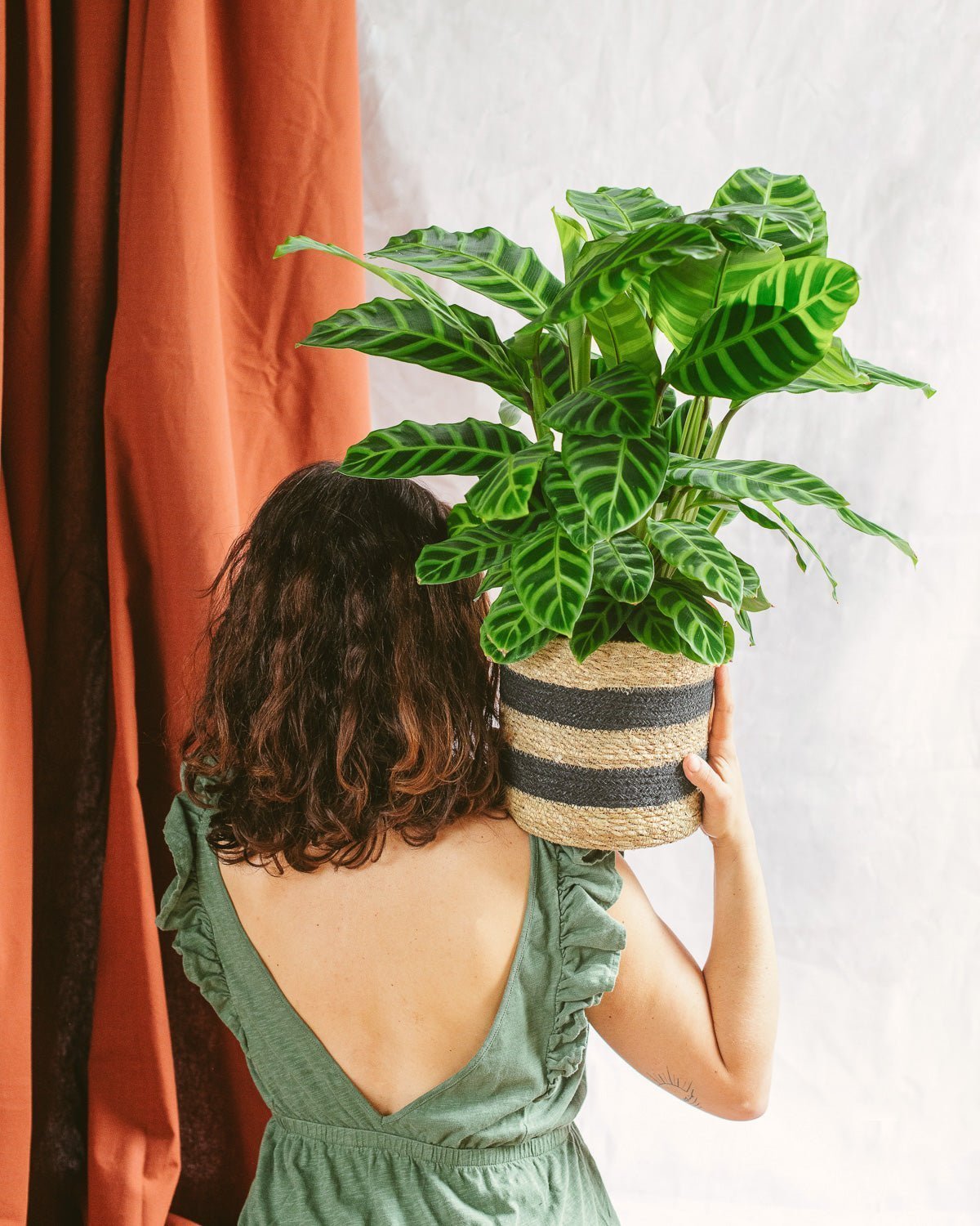 Entretien - Calathea Zebrina: Guide pratique - La Green Touch