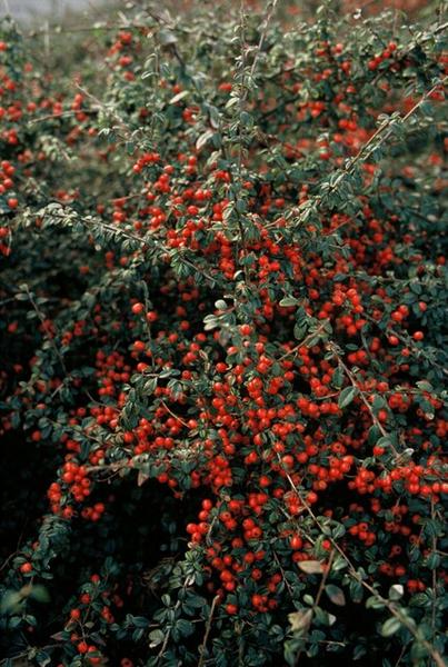 Entretien - Cotonéaster De Dammer (Cotoneaster x suecicus) : Guide pratique - La Green Touch
