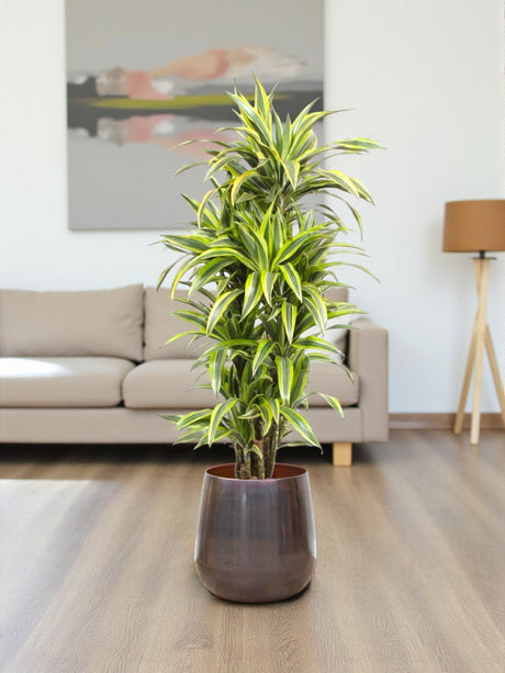 Entretien - Dracaena Lemon Lime: Guide pratique - La Green Touch